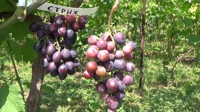 КАКОЙ ВИНОГРАД ОКРАСИЛСЯ ПЕРВЫМ НА МОЕМ ВИНОГРАДНИКЕ смотреть онлайн