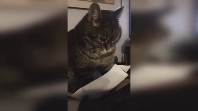 Прикол Что за книга непонятная ммм Funny What kind of book is incomprehensible mmm смотреть онлайн