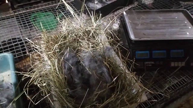 САМКИ 🐇 НАСТРУГАЛИ 10+ ЩО РОБИТЬ? РОЗБІР ГНІЗД.КУКОВКА. ВІДВАЖУВАННЯ МЕНШЕ 50ГРМ КРОЛЕНЯТ 🇺🇦 смотреть онлайн