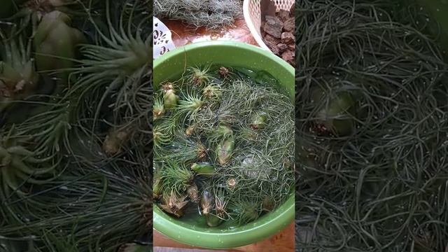 Купание атмосферных тилландсий