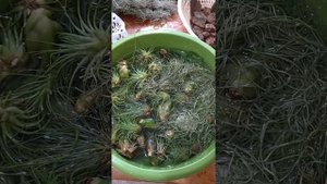 Купание атмосферных тилландсий