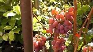 Виноград Виктор 2 Симпатия