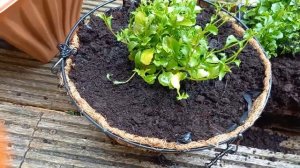 Лобелия 3 способа посадки лобелии в кашпо.