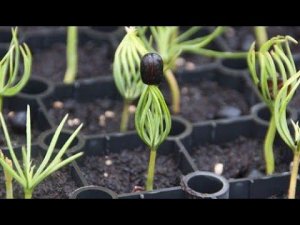 Посев семян хвойных культур в кассету на рассаду