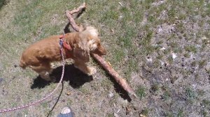 Спаниель Сёма нашел НОРУ в парке и покусал лабрадора