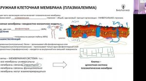 Лекция 5-1.  Клетка 1.