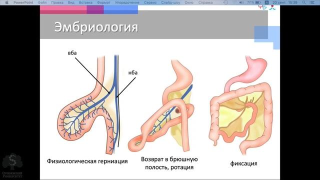 Анатомия толстой кишки. Электив 