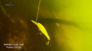 Pointer 100 XD in action underwater (под водой)