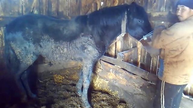 Жеребчик пьёт тёплую воду смотреть онлайн