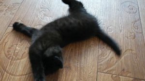Игривый чёрный кот