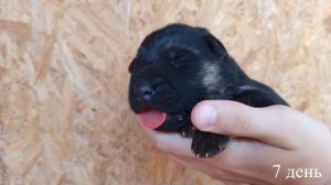 Первая неделя жизни щенков | Щенки немецкой овчарки