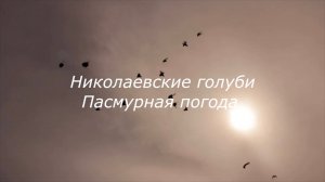 Николаевские голуби. Пасмурная погода