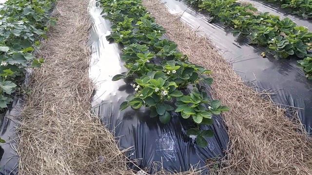 Видео отчёт о применении на клубнике системного био фунгицида Системика М! смотреть онлайн