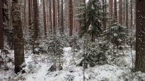 Духи леса