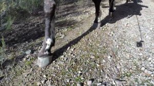 SLO MO FOOTFALLS -- HORSE ----  On a trail ride with some slow motion of the horses feet.