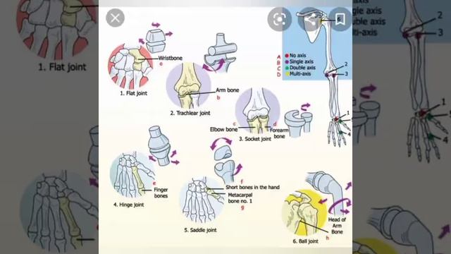 Атоми Королевская Софора смотреть онлайн