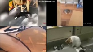 up to faster 4 parison to cats v3