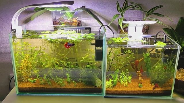 Вот за что я люблю петушков! смотреть онлайн