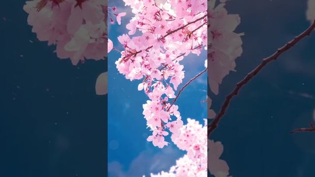 Сакура в Японии｜Как сказать на японском "любование цветами сакуры?"