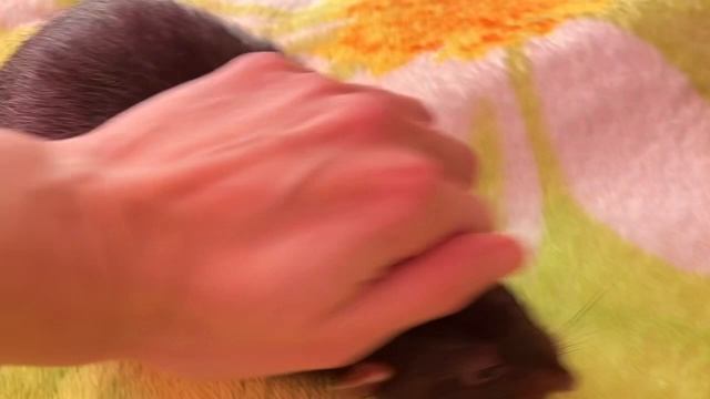 Вечерняя прогулка крыса Татошки #крысы #rat #animal #животные смотреть онлайн