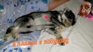 миттельшнауцер Арчи школа выживания