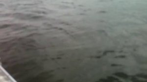 Ловля сома на водохранилище