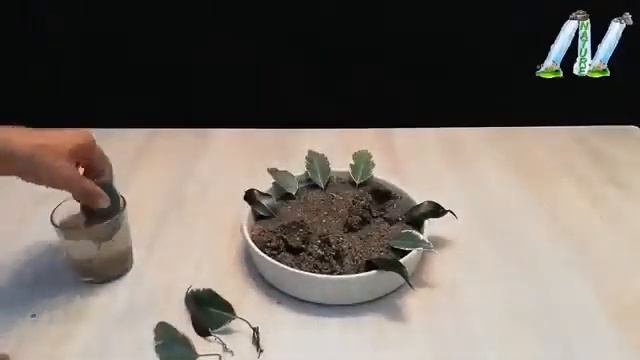 اكثار شجرة الفيكس| افضل طريقة👌🏻 смотреть онлайн