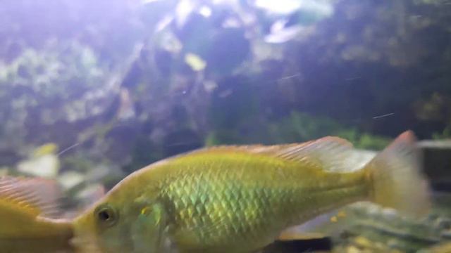 Макобе смотреть онлайн