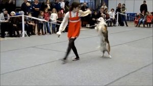 ШОУ ПАРАД СОБАК  Воронеж  30 03 2014  Бордер колли VVS