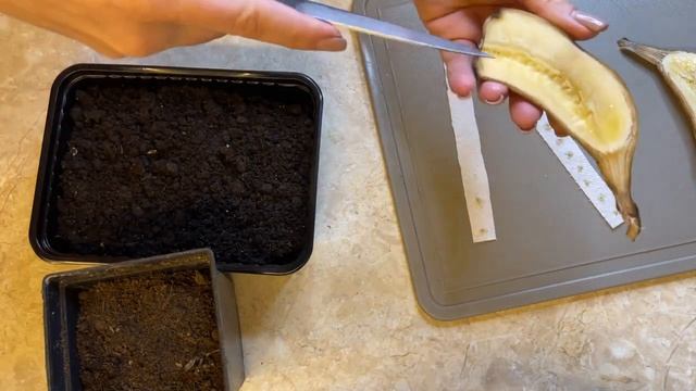 Банан из косточки в домашних условиях: как вырастить бананы из семечек. 100% способ 2022