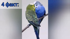 10 интересных фактов о волнистых попугаях