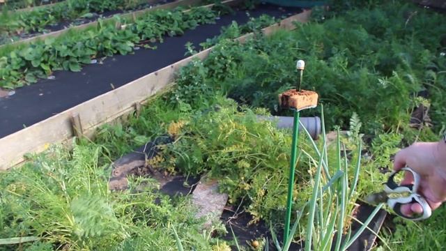 Картошка в теплице. Морковка на укрывном. Клубника осенью. смотреть онлайн