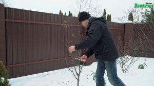 Обрезка карликовой яблони!