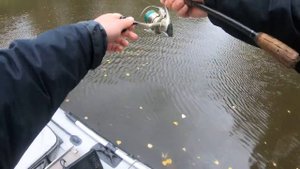 Трофейная щука на флиппинговый джиг. Ловля в коряжнике. "Облизывание коряг"