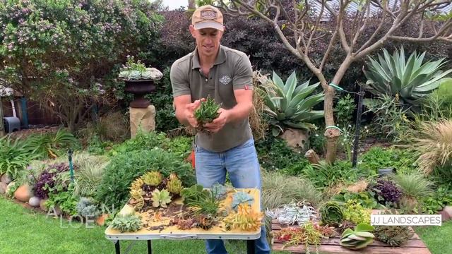 Succulent Table from a large tree slice! смотреть онлайн