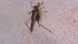 Гигантский Кузнечик в подвале зеленый кузнечик видео