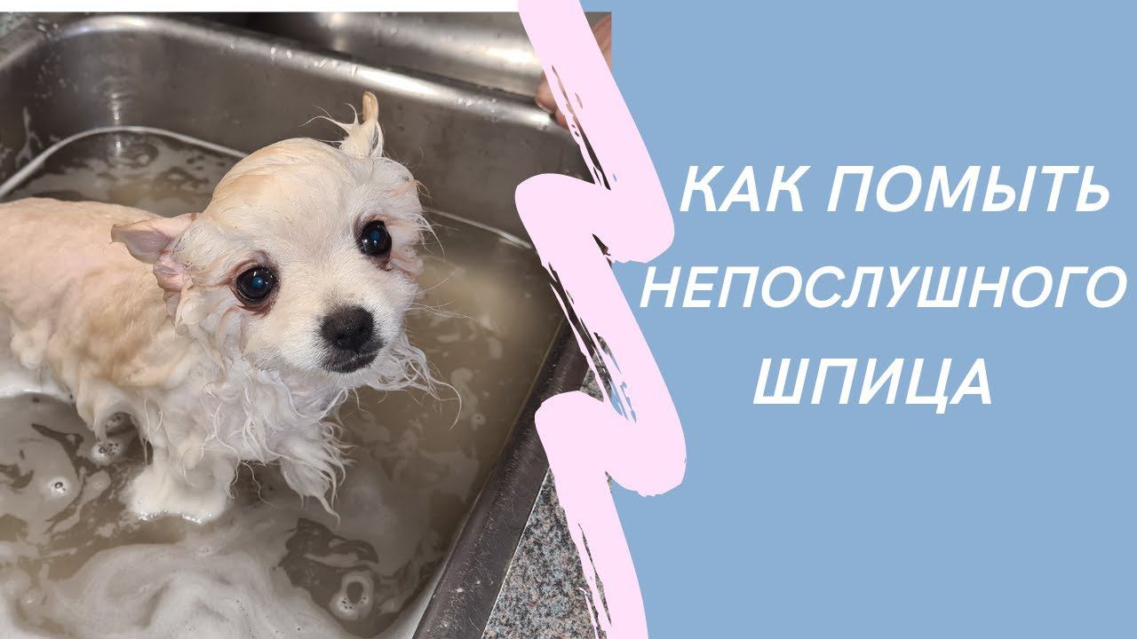 КАК ПОМЫТЬ И ВЫСУШИТЬ ШПИЦА? Моем щенка в раковине. смотреть онлайн