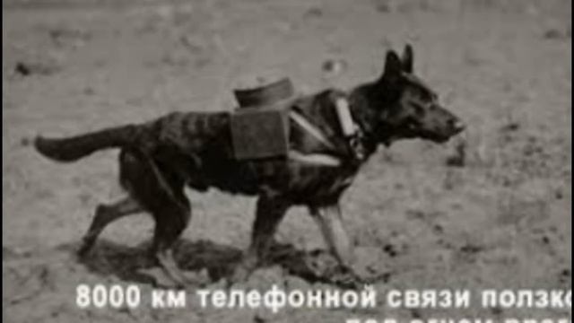 Собаки настоящие герои смотреть онлайн