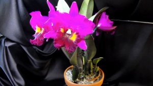 Цветение Rlc. Chialin Ruby 'Red Dragon' в декабре 2020 года