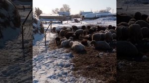 Электро пастух зимой. Бараны коровы привычка к электро пастуху/жизнь в деревне.