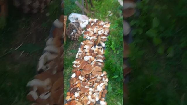 Кто сказал, что в этом году грибов, нет!?) смотреть онлайн