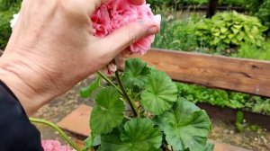 ЮГ - СОЛОМЕЯ