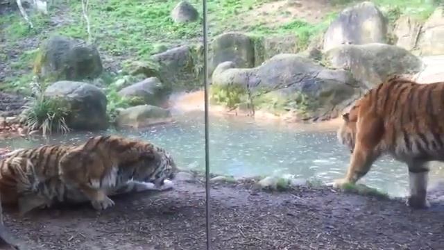 Разбуженный тигр смотреть онлайн