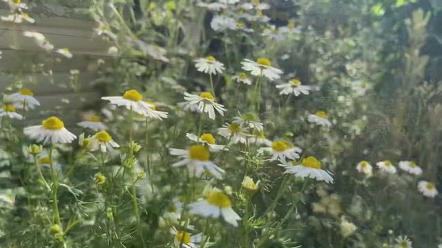 #47 バラや宿根草が咲く我が家の初夏の庭の様子 | ガーデニングと英国暮らし | 手作りルバーブケーキでティータイム смотреть онлайн