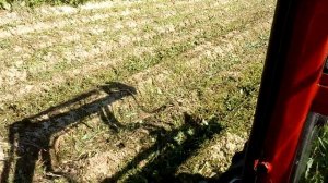 Удаление картофельной ботвы