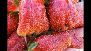 «Купеческий» урожай и цукатный вкус: два лучших сорта земклуники!