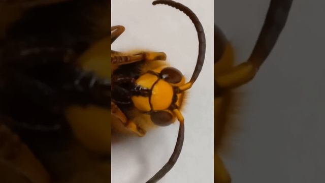 Why This Big Wasp Has So Big Antennae? Who is This Big Wasp?