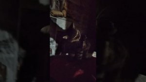 У кота кровь в моче 2 часть. Как поддерживать здоровье кота при мочекаменной болезни без лекарств