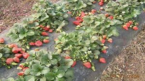 ПЕРВАЯ ПОСАДКА КЛУБНИКИ