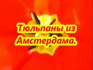 Эдди Кэлверт.  ТЮЛЬПАНЫ ИЗ АМСТЕРДАМА